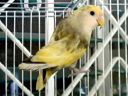 newest guy