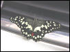 Butterfly for identification
