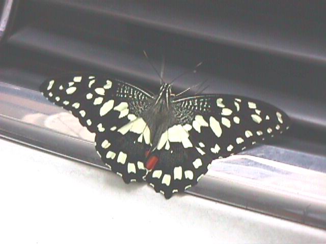 Butterfly for identification