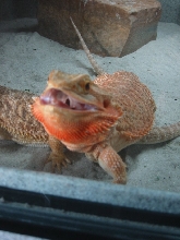 Hello