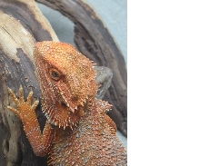 Closeup of Brick's Head