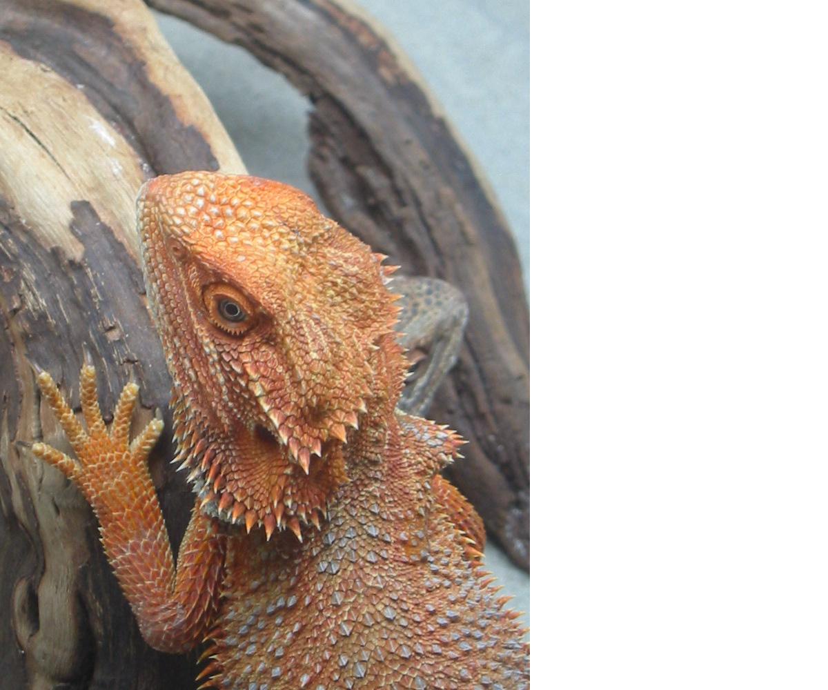 Closeup of Brick's Head