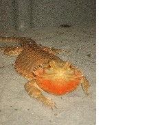 Orange Female