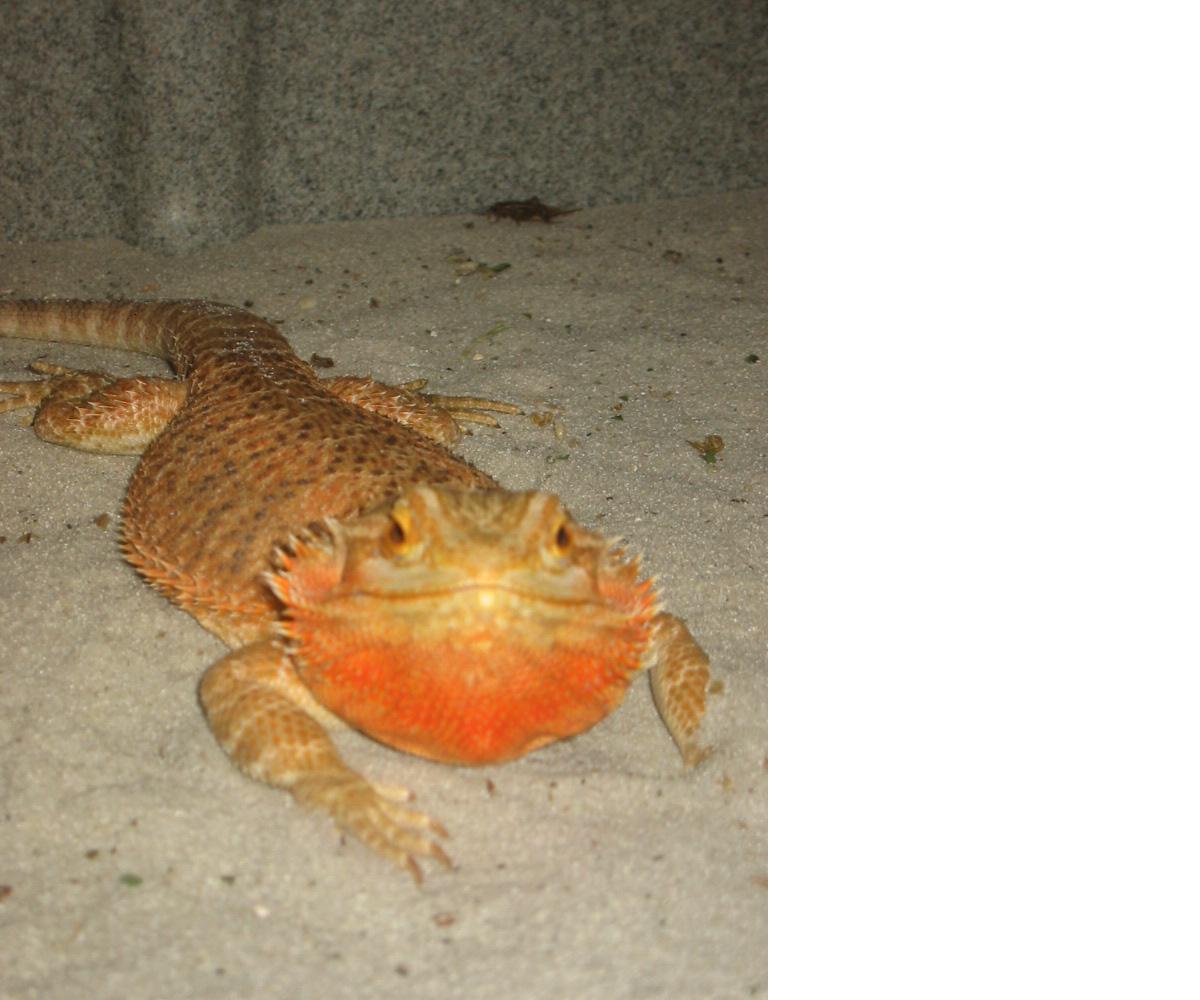 Orange Female