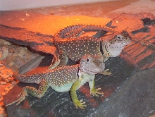 Jak (M) and Daxter (F)