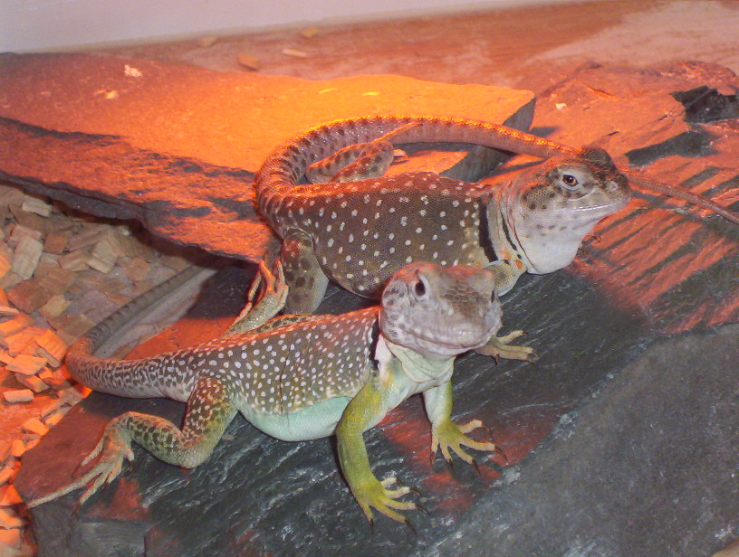 Jak (M) and Daxter (F)