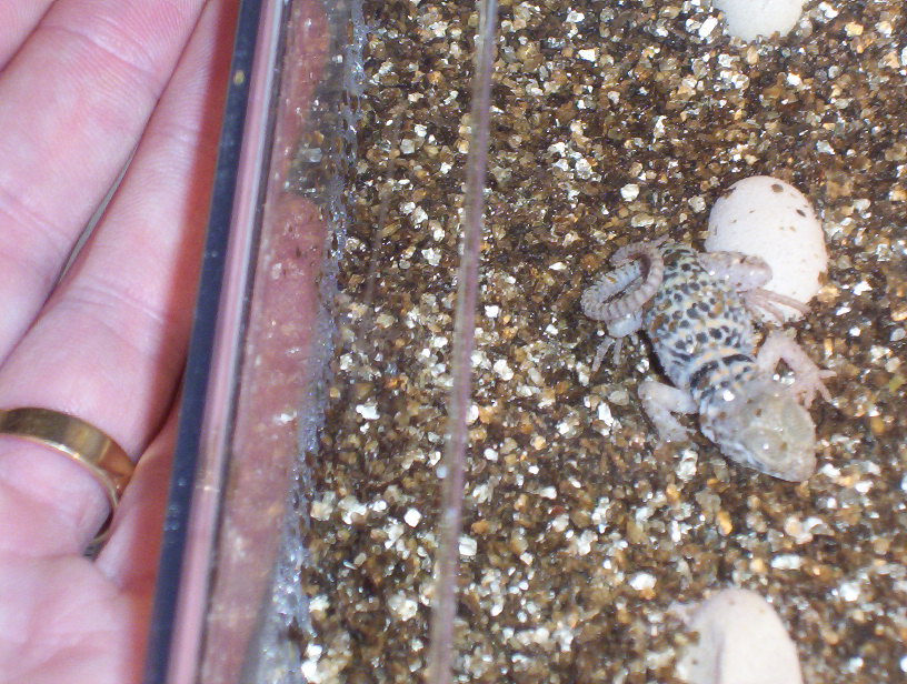 Our first hatchling!