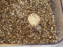 Baby number 2 just hatching