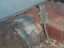 Amber (M!) & Midas (F!)