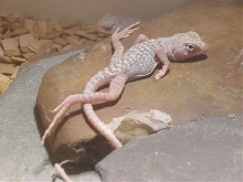 Legs akimbo