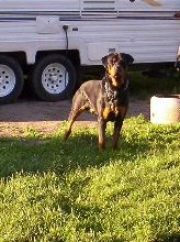 Cujo