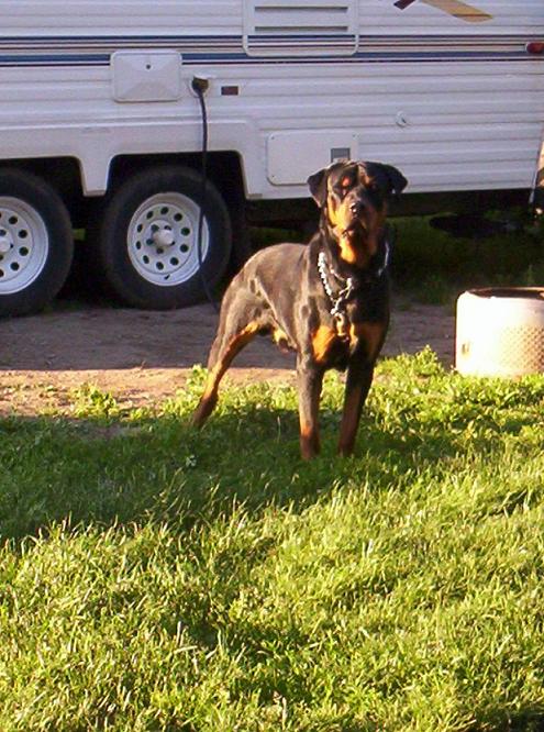 Cujo
