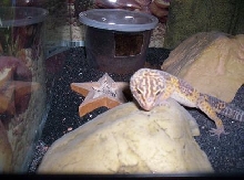 Reptar!