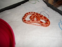 Another Photo of my agressive corn.