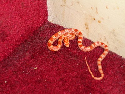 Another photo of BlaZe