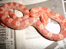 Better pic of my corn!