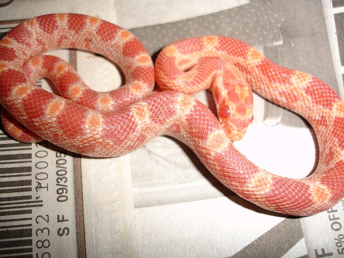 Better pic of my corn!