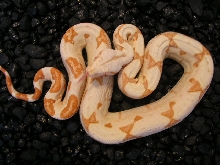 Sunglow Boa