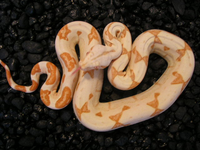 Sunglow Boa