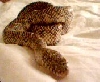 Roxy shedding