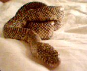 Roxy shedding