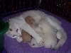 Silk and her little ones