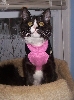 Whis-Purr in her Sweater