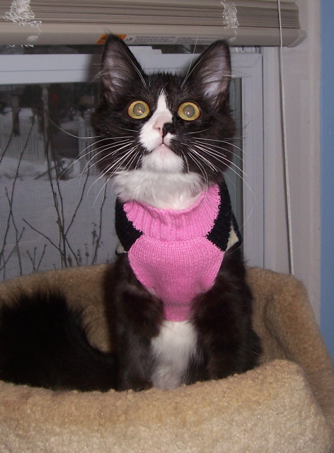 Whis-Purr in her Sweater