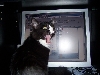 MOL!