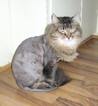 Sammy the Lion
