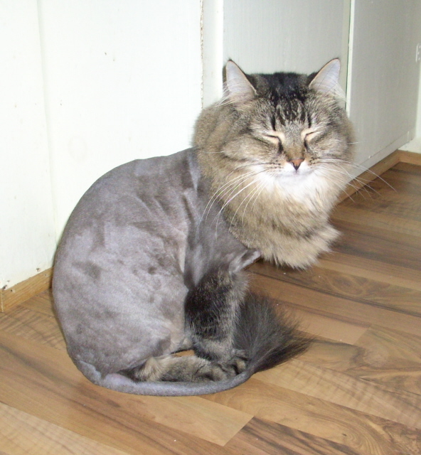 Sammy the Lion