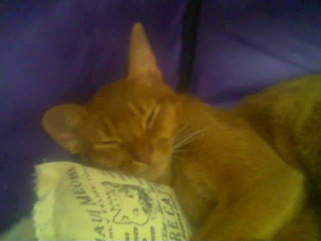Sweet Dreams