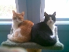 Roxie and Kreamsickle