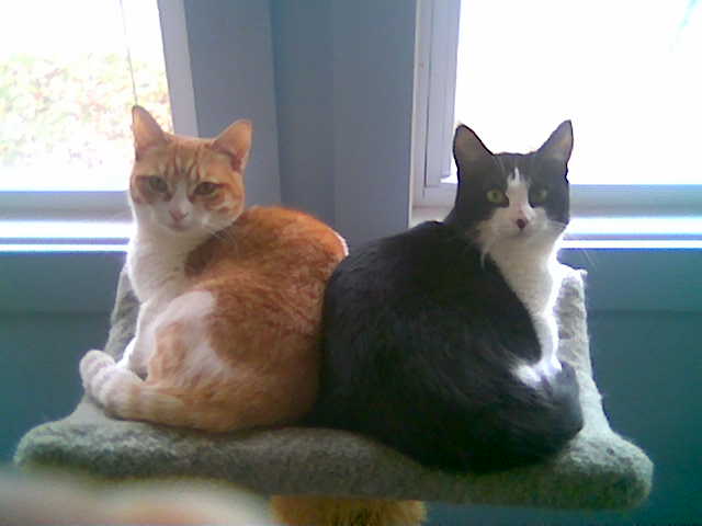 Roxie and Kreamsickle