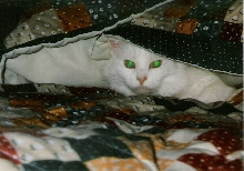 In Loving Memory of Trixie