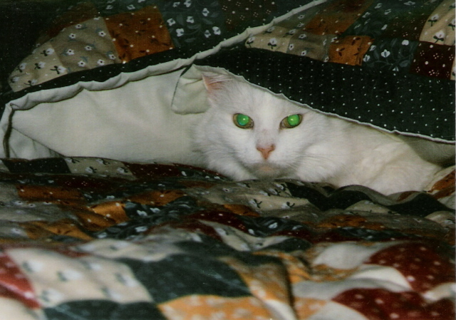 In Loving Memory of Trixie