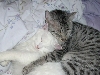 Pixie and Mau-Mau (AKA Sunny)
