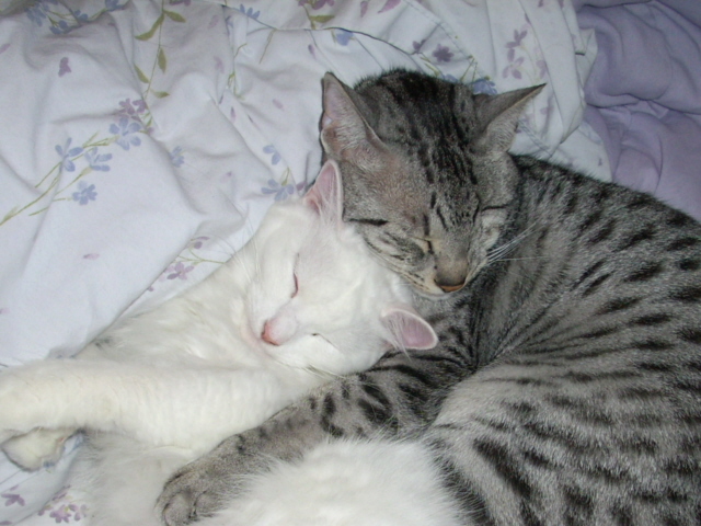 Pixie and Mau-Mau (AKA Sunny)