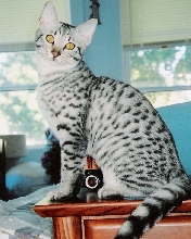 Sunny (Hasani Ra)