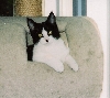 Roxie 1
