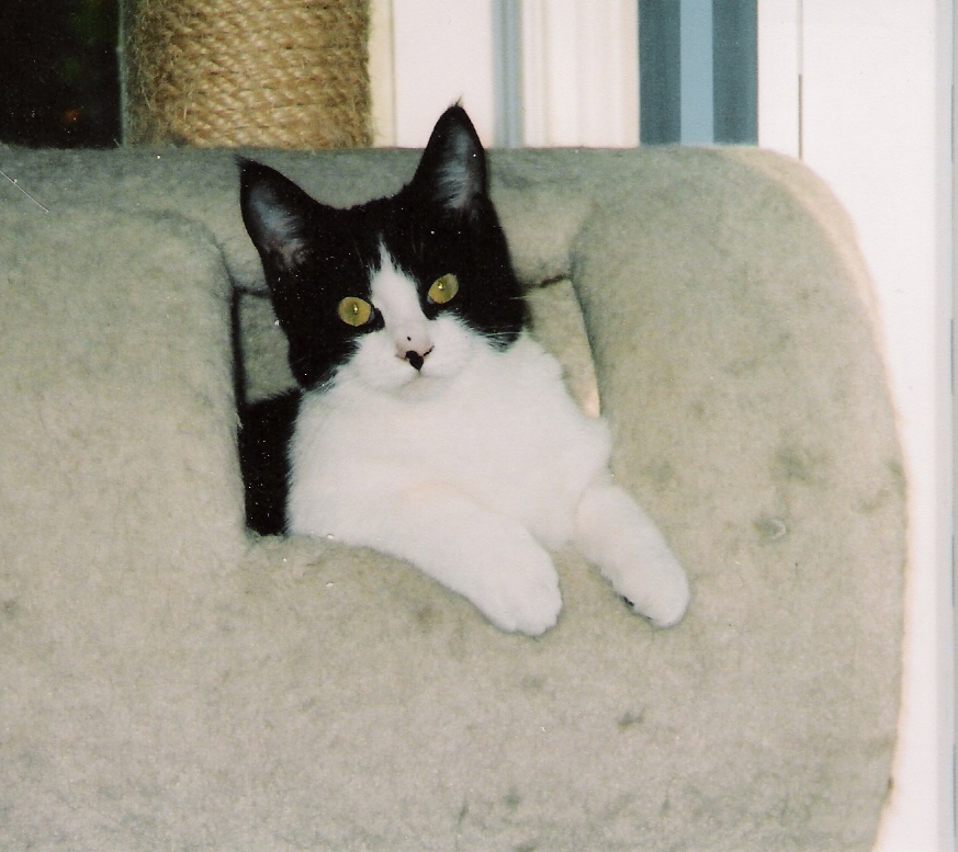Roxie 1