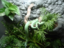 west african bush viper