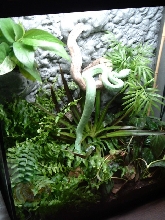 bush viper terrarium