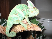 My  Young Veiled