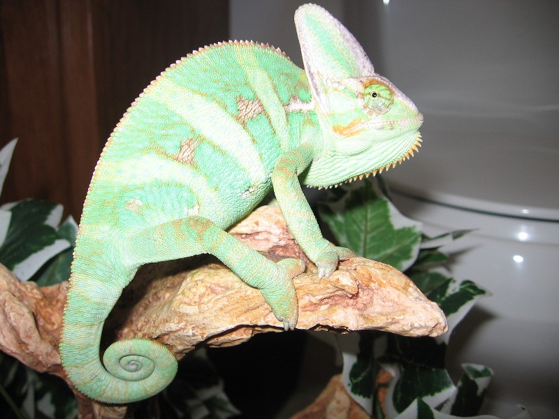 My  Young Veiled