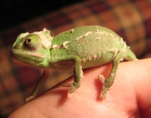 Baby Lucutis