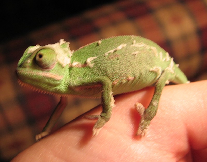 Baby Lucutis