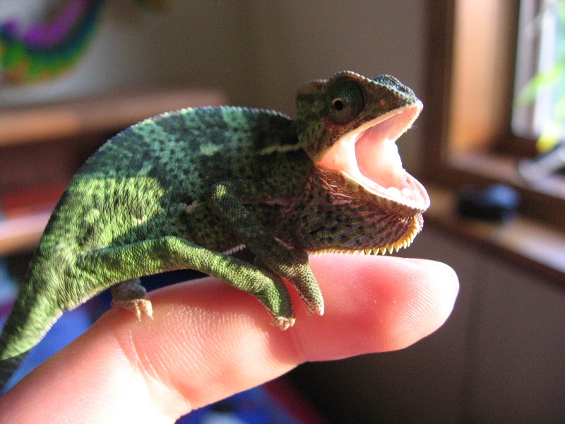 Godzilla!