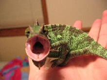 Dental Checkup!