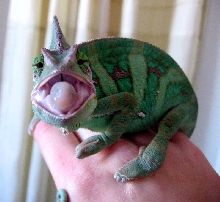 Angry Tongue